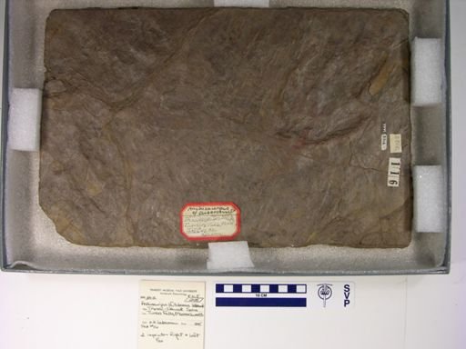 Anchisauripus cf. tuberosus