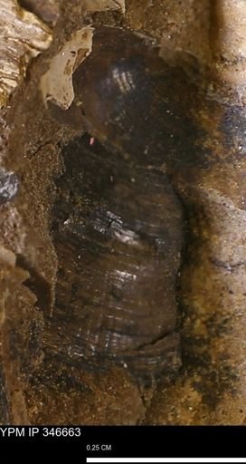 Limopsis striatopunctatus