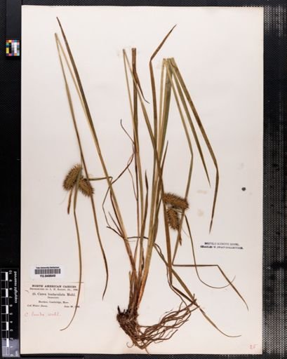 Carex lurida