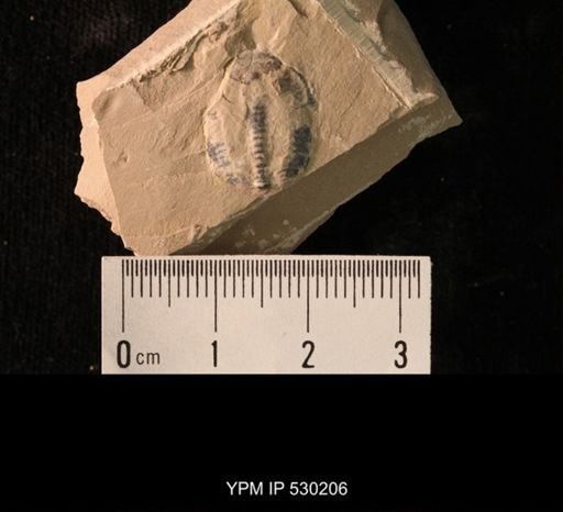 Elrathia kingi