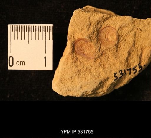 Orbiculoidea sp.