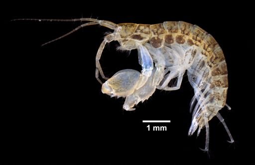Microdeutopus gryllotalpa