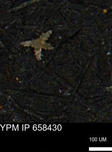 undet. Porifera