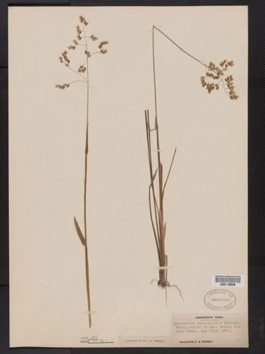 Anthoxanthum nitens