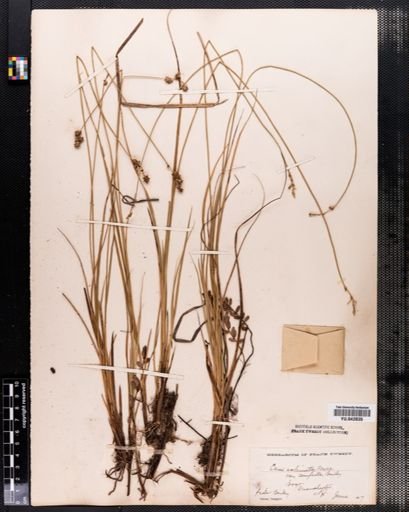 Carex sterilis