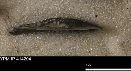 Devonochonetes mucronatus?