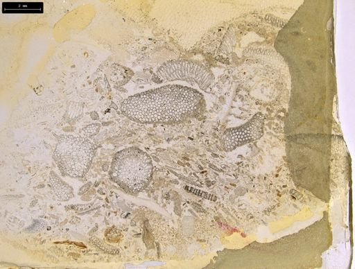 undet. Bryozoa