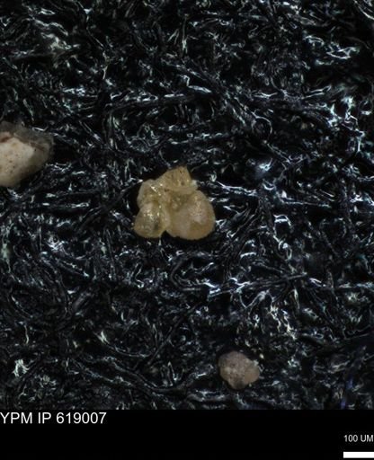 undet. Foraminiferida