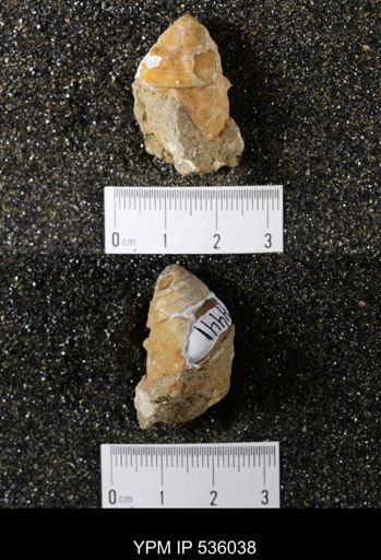 Tulotoma thompsoni