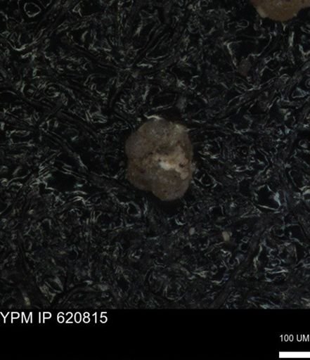 undet. Rugoglobigerinidae