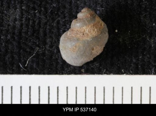 Viviparus montanaensis