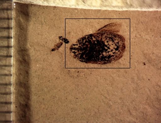 undet. Heteroptera
