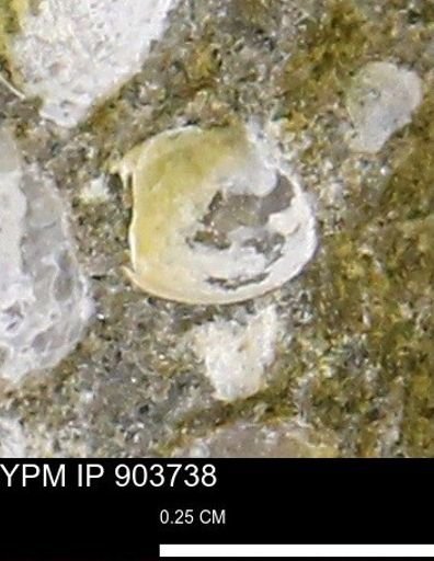 Corbulamella sp.