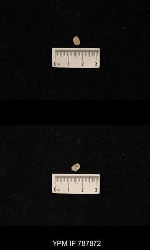 Brachiopoda