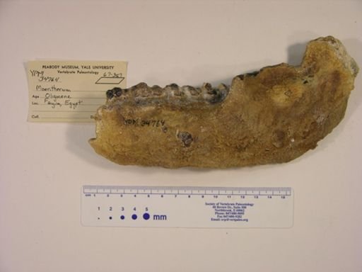 Moeritherium lyonsi