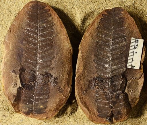 Pecopteris sp.