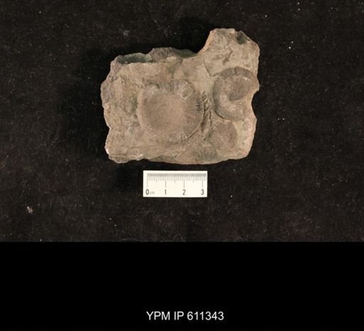 Monticulipora lycoperdon