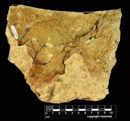 Pertica dalhousii