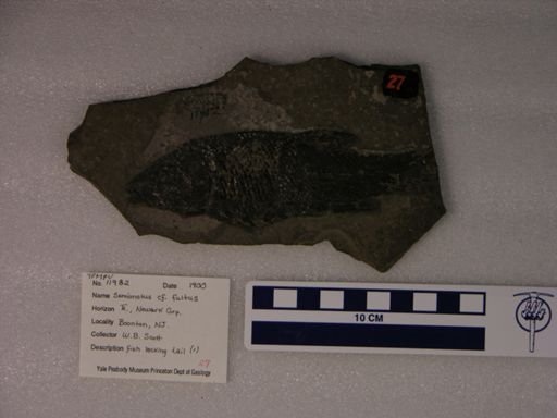 Semionotus cf. fultus