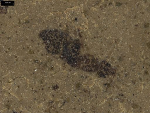 Formicidae?