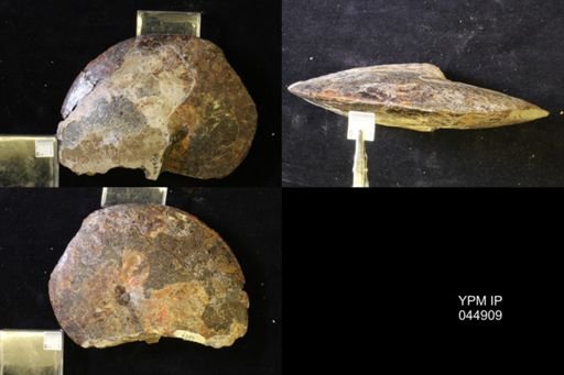 Sphenodiscus lenticularis