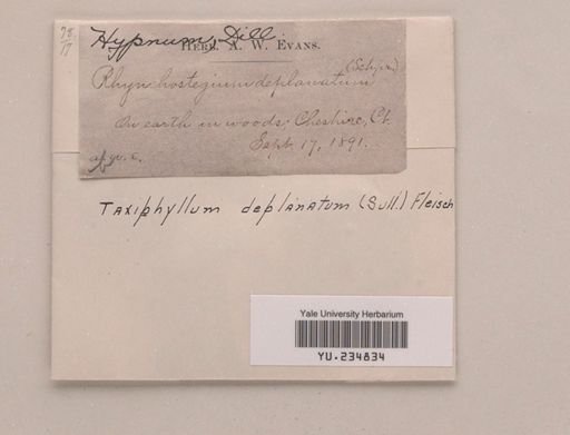 Taxiphyllum deplanatum