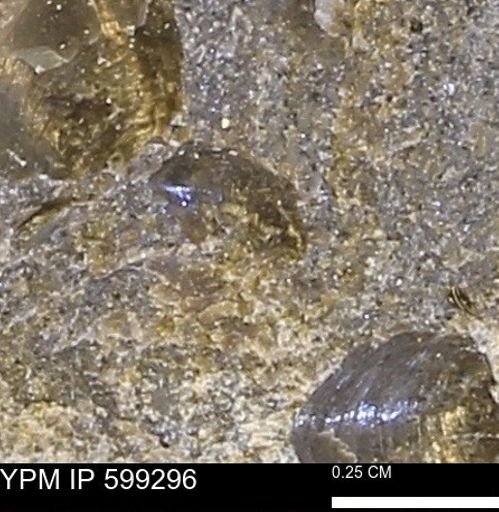 Protocardia subquadrata
