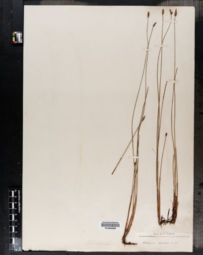 Eleocharis palustris