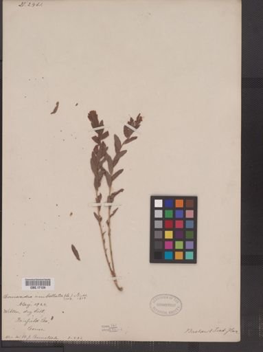 Comandra umbellata