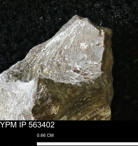undet. Bivalvia