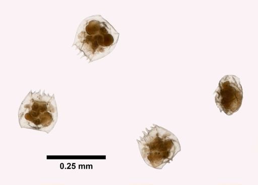 Brachionus quadridentatus