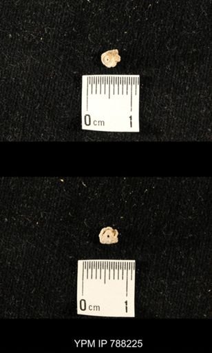 undet. Crinoidea