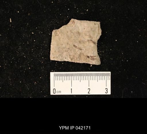 undet. Hymenoptera