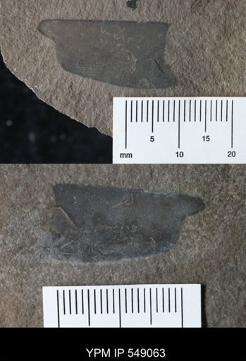 Pterygotidae?