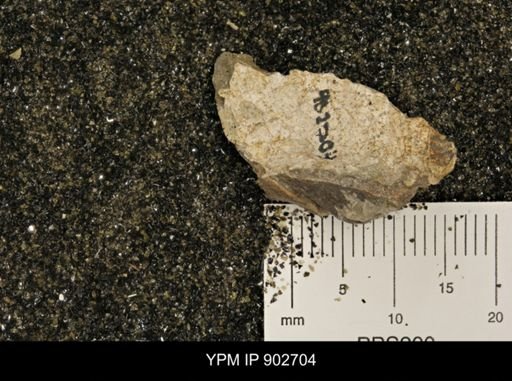 undet. Inoceramidae