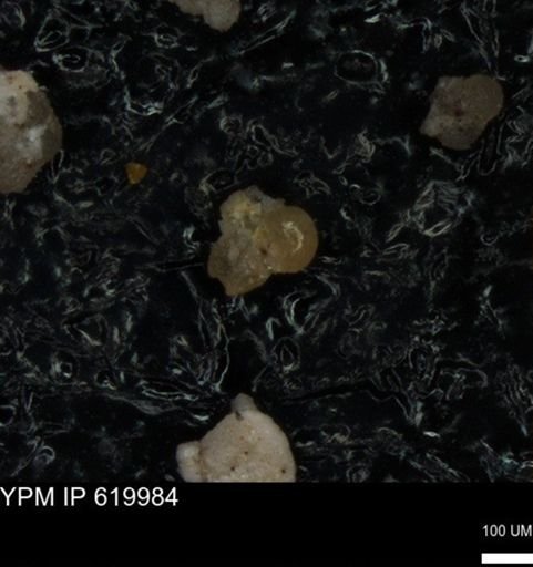 undet. Foraminiferida