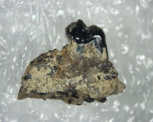 Pelycodus
