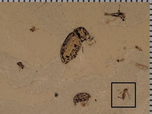 Mycetophilidae?
