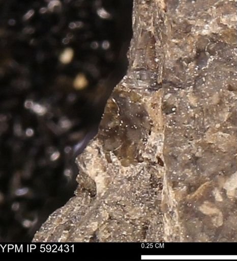 undet. Mollusca