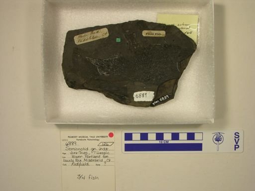 Semionotidae