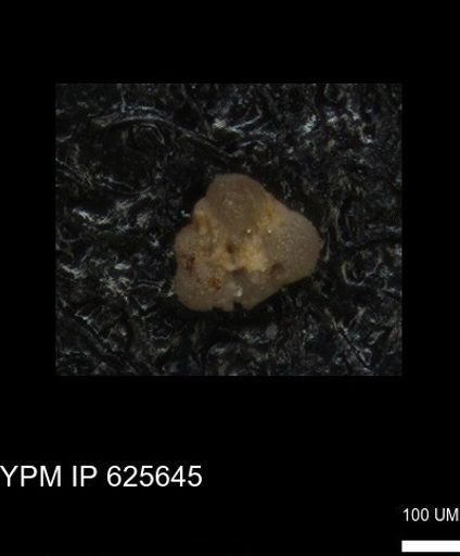 undet. Foraminiferida