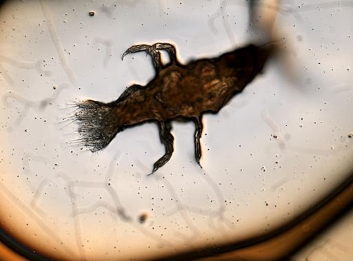 Gnathia cerina