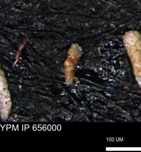 Verneuilinoides kansasensis