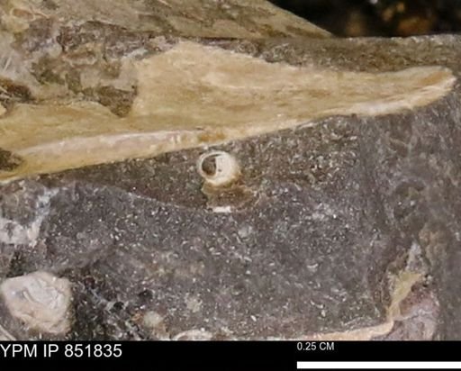 Gastropoda?