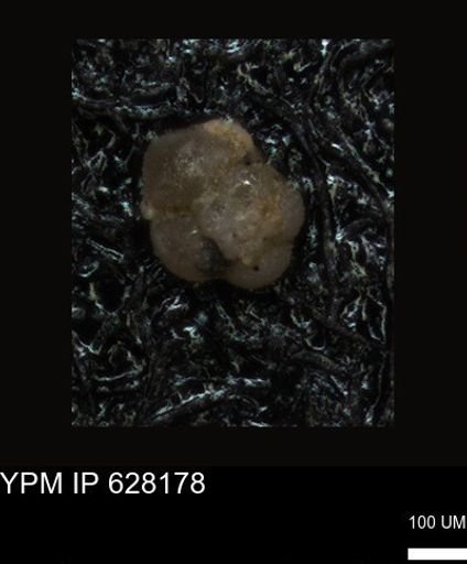undet. Foraminiferida