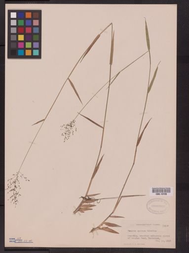 Panicum spretum