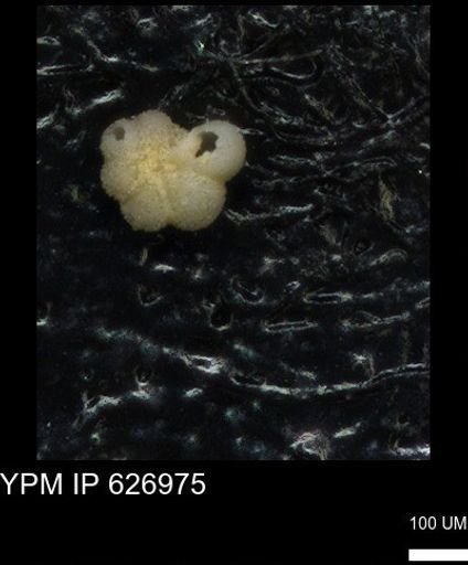 Rugoglobigerina sp.
