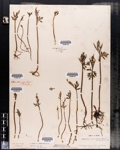 Botrychium lanceolatum