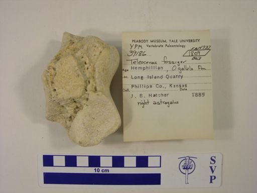 Teleoceras fossiger