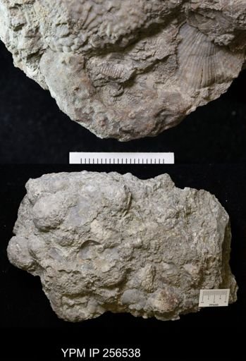 Dolatocrinus asterias